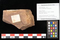 Foto (Objekt + Etikett) von Quercus daphnes, Unger (NHMW-GEO-2024-0188-0966)